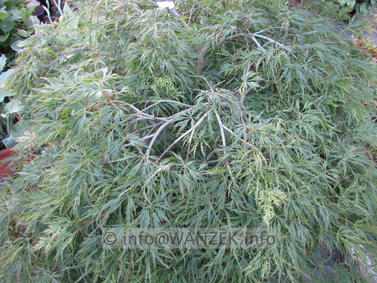 Acer palmatum Dissectum - Sol.JPG